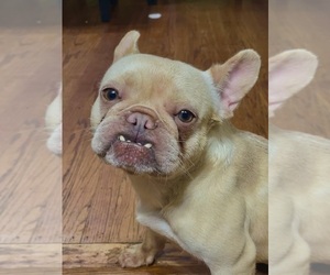 Mother of the French Bulldog puppies born on 10/16/2024