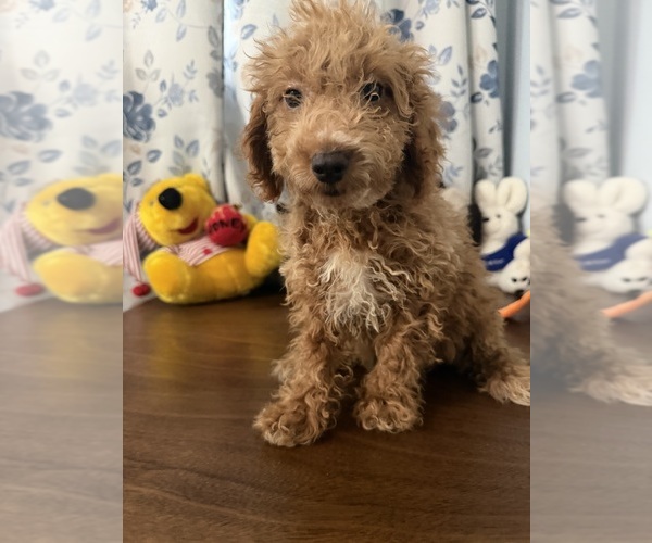 Medium Photo #2 Havapoo Puppy For Sale in DURHAM, CT, USA