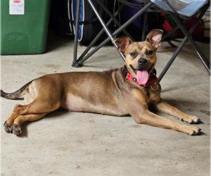 Mutt Dogs for adoption in Brooklyn Center, MN, USA