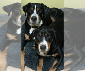 Mother of the Greater Swiss Mountain Dog puppies born on 01/18/2020