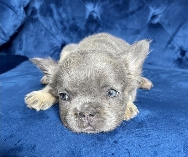 Medium Photo #1 French Bulldog Puppy For Sale in CORPUS CHRISTI, TX, USA