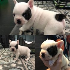 French Bulldog Puppy for sale in DIXON, CA, USA