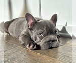 Small #5 French Bulldog