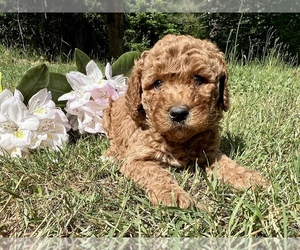 Australian Labradoodle Puppy for sale in JEFFERSON, OR, USA