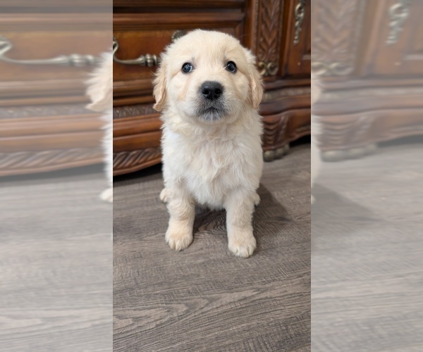 Medium Photo #4 Golden Retriever Puppy For Sale in ELVERTA, CA, USA