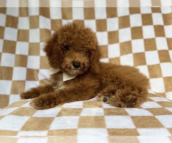 Medium Photo #4 Cock-A-Poo Puppy For Sale in LAKELAND, FL, USA