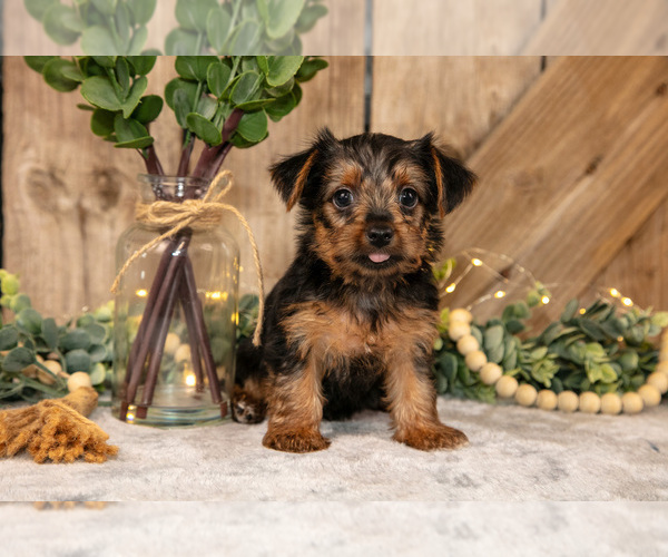 Medium Photo #2 Yorkshire Terrier Puppy For Sale in GREENWICH, OH, USA