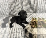 Puppy Puppy 9 Belle Cane Corso
