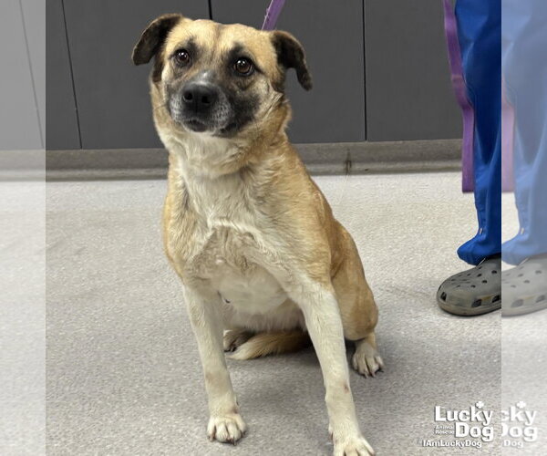 Medium Photo #4 Mutt Puppy For Sale in Washington, DC, USA