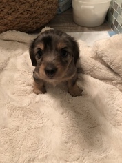 Chiweenie Puppy for sale in CENTREVILLE, MD, USA