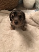 Small Photo #1 Chiweenie Puppy For Sale in CENTREVILLE, MD, USA