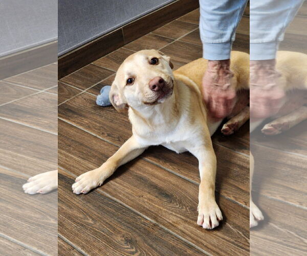 Medium Photo #3 Labrador Retriever-Unknown Mix Puppy For Sale in Hilton Head, SC, USA