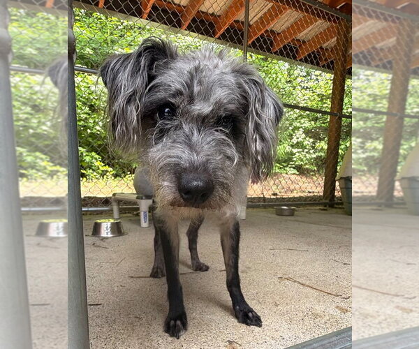 Medium Photo #1 Mutt Puppy For Sale in Ellijay, GA, USA