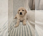 Small #8 Golden Retriever