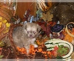 Small Photo #23 Chihuahua Puppy For Sale in RAWSONVILLE, MI, USA