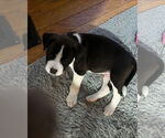 Small #1 Labrador Retriever Mix