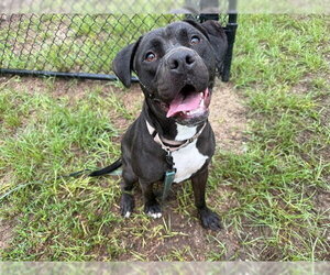 American Pit Bull Terrier-Labrador Retriever Mix Dogs for adoption in Ocala, FL, USA