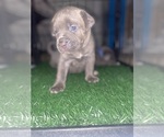 Puppy Nicki Minaj Cane Corso