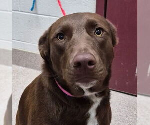 Chocolate Labrador retriever-Unknown Mix Dogs for adoption in Canton, CT, USA