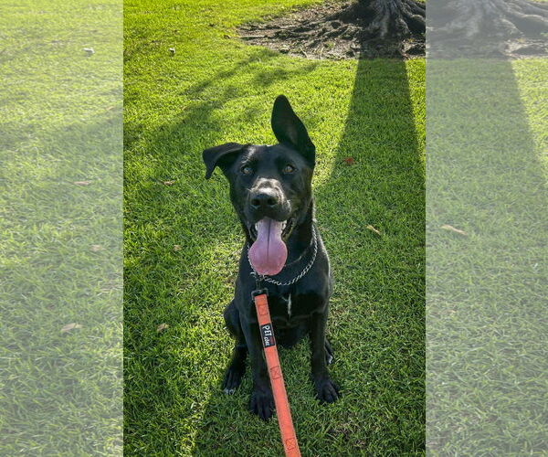 Medium Photo #2 Shepradors Puppy For Sale in San Diego, CA, USA