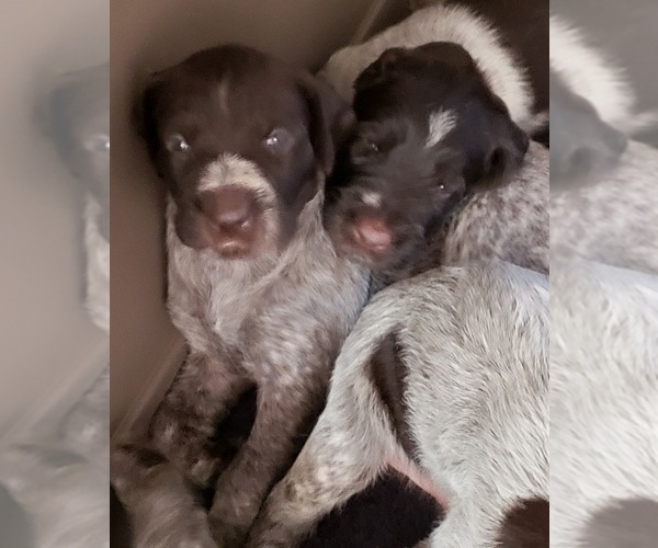 Medium Photo #11 German Wirehaired Pointer Puppy For Sale in HARPSTER, ID, USA
