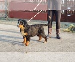 Small #2 Bernese Mountain Dog