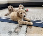 Small Photo #21 Goldendoodle Puppy For Sale in PITTSBURG, CA, USA