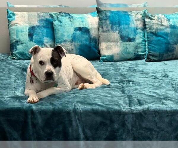 Medium Photo #13 American Bulldog-Labrador Retriever Mix Puppy For Sale in Atlanta, GA, USA
