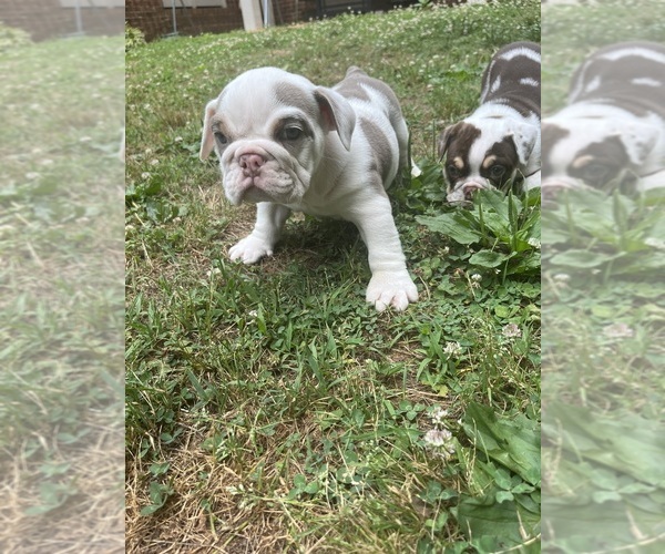 Medium Photo #9 English Bulldog Puppy For Sale in CLEVELAND, NC, USA