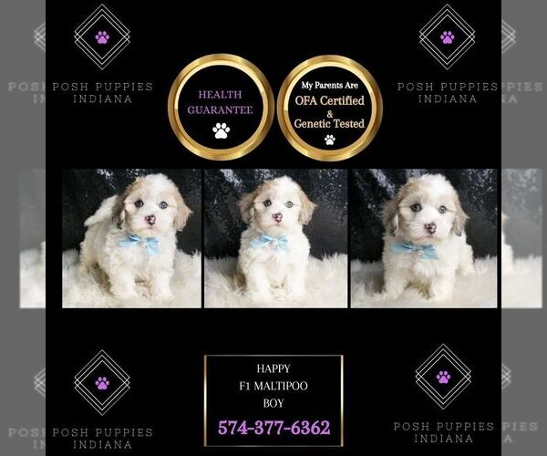 Medium Photo #141 Maltipoo Puppy For Sale in WARSAW, IN, USA