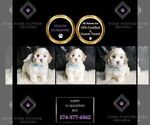 Small Photo #141 Maltipoo Puppy For Sale in WARSAW, IN, USA