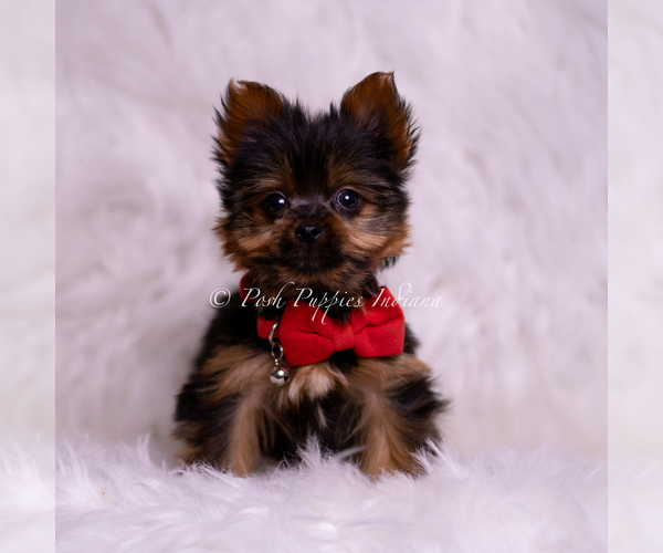 Medium Photo #3 Yorkshire Terrier Puppy For Sale in WARSAW, IN, USA