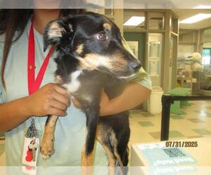 Medium Australian Shepherd Mix