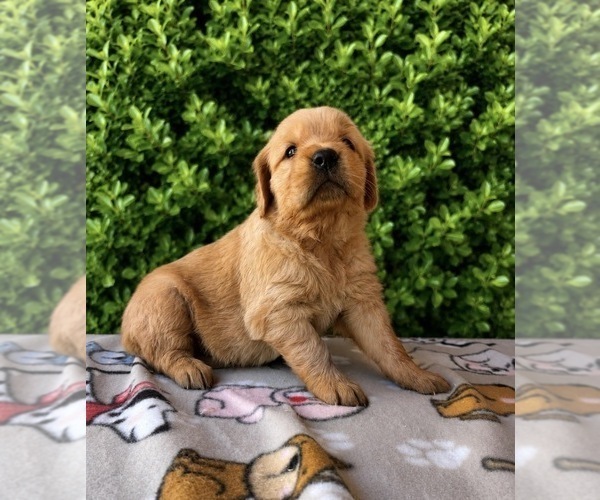 Medium Photo #12 English Cream Golden Retriever Puppy For Sale in CERES, CA, USA