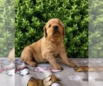 Small #11 English Cream Golden Retriever