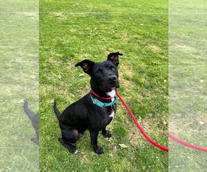 Marilynn - Female Labrador Retriever-Unknown Mix Dog for Adoption - Photo #17