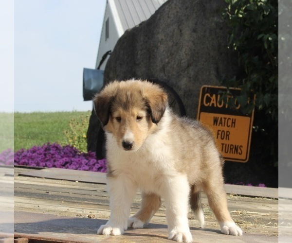 Medium Photo #2 Collie Puppy For Sale in FREDERICKSBURG, OH, USA