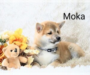 Shiba Inu Puppy for Sale in LOYAL, Wisconsin USA