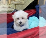 Small Photo #24 Maltese Puppy For Sale in OCKLAWAHA, FL, USA