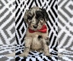 Small Photo #1 Aussiedoodle Puppy For Sale in LANCASTER, PA, USA