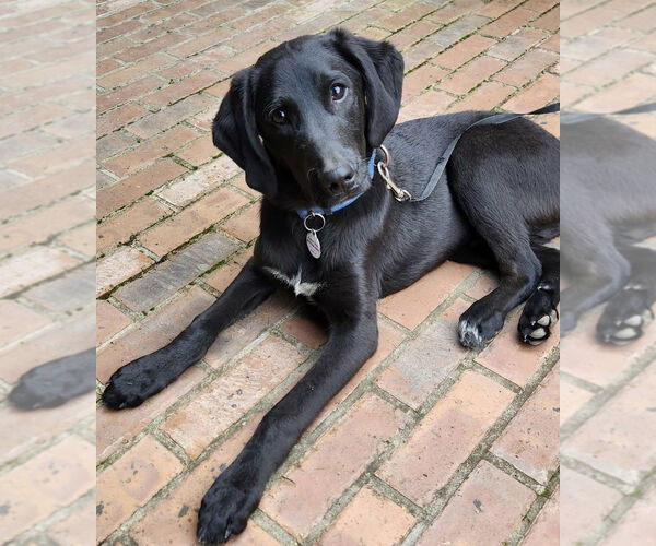 Medium Photo #1 Colonial Cocker Spaniel-Unknown Mix Puppy For Sale in Boston, MA, USA