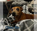 Small #15 Dachshund
