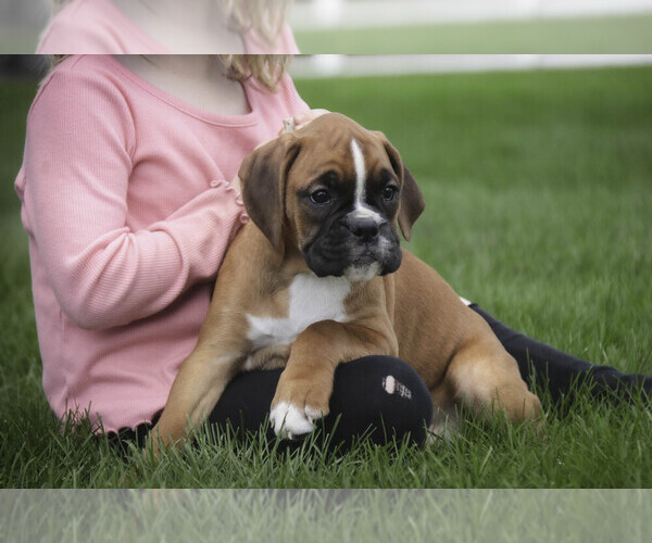 Medium Photo #10 Boxer Puppy For Sale in SHIPSHEWANA, IN, USA