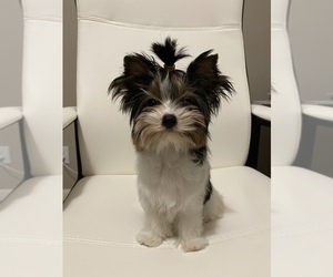 Yorkshire Terrier Puppy for sale in AUSTIN, TX, USA
