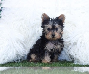 Yorkshire Terrier Puppy for sale in MARIETTA, GA, USA