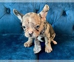 Small #4 French Bulldog