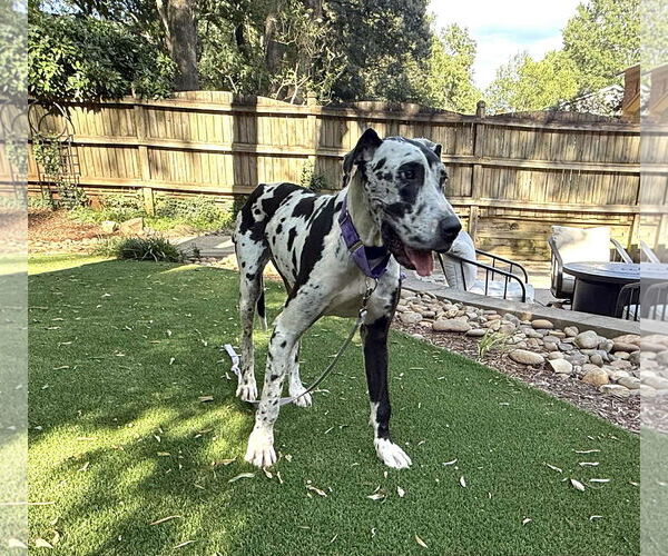 Medium Photo #3 Great Dane Puppy For Sale in Huntersville, NC, USA