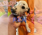 Small #13 Dalmatian