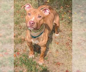 American Pit Bull Terrier Dogs for adoption in Akron, OH, USA