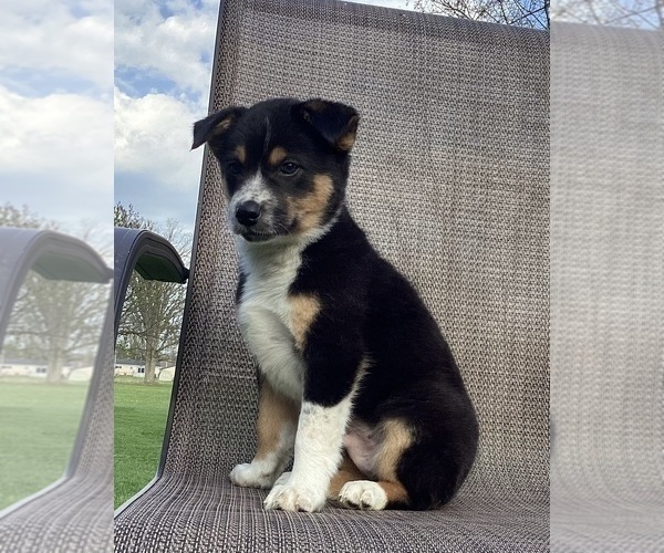 Medium Photo #10 Australian Cattle Dog-Border Collie Mix Puppy For Sale in RICHMOND, MI, USA